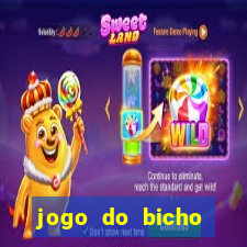 jogo do bicho crash bingo